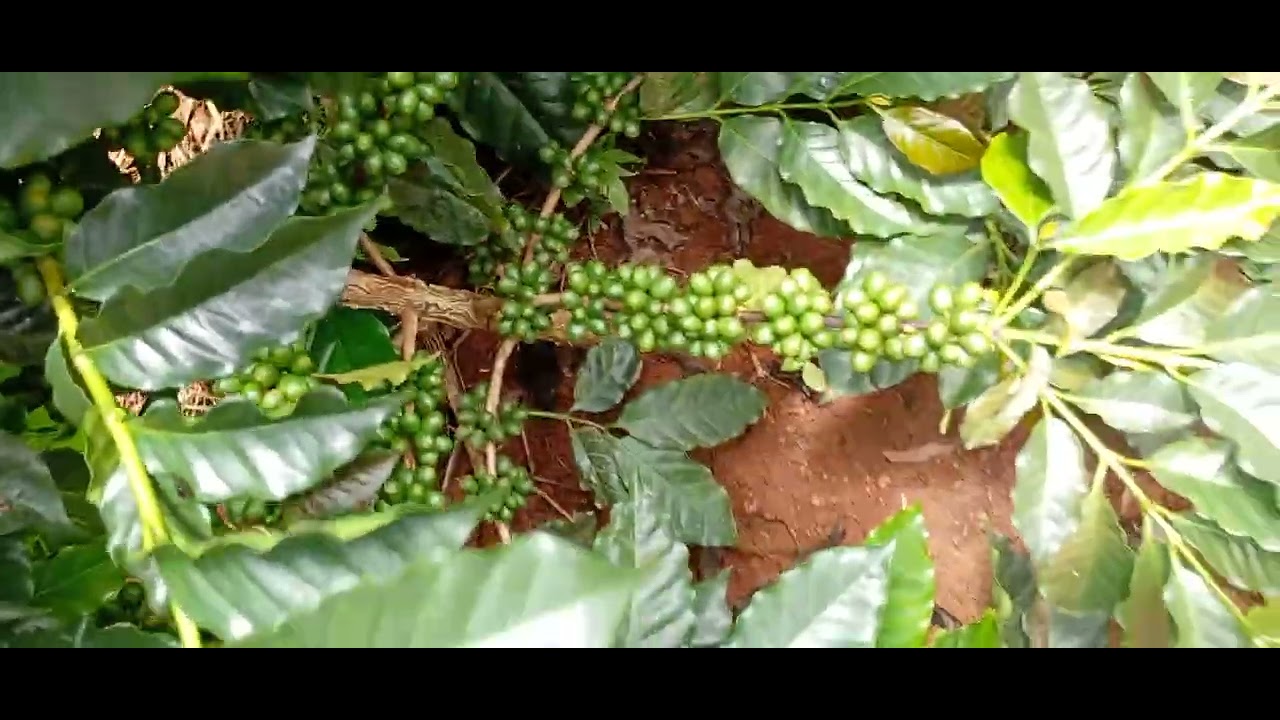 Quem aprende n depende isso e fato Aki irei passar pra vcs tudo que ninguém  t conta sobre cafe#cafe