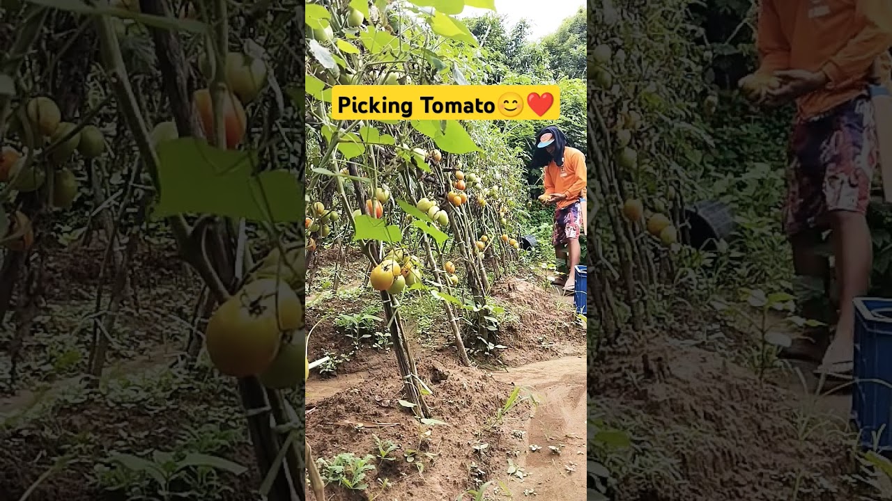 Harvest Time Sa kamatis #kamatis #tomato #diamante #shortsvideo