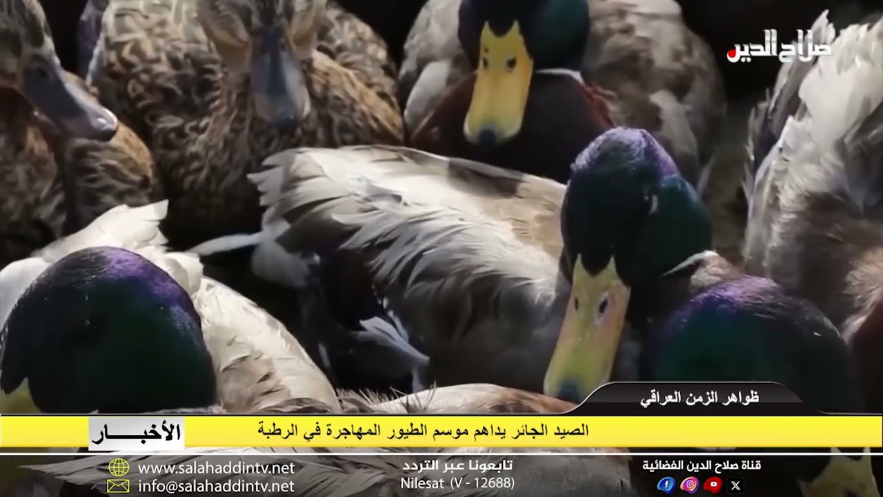 الصيد الجائر يداهم موسم الطيور المهاجرة في الرطبة