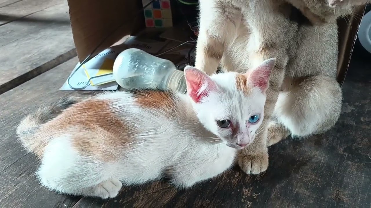 Heartwarming Moment: Mother Cat Nursing and Grooming Her Kitten