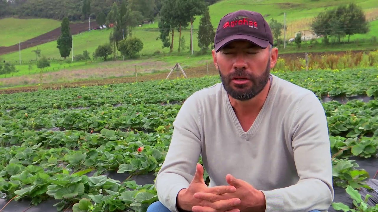 Agricultura al Día /  Cultivo de fresa: un cultivo muy rentable