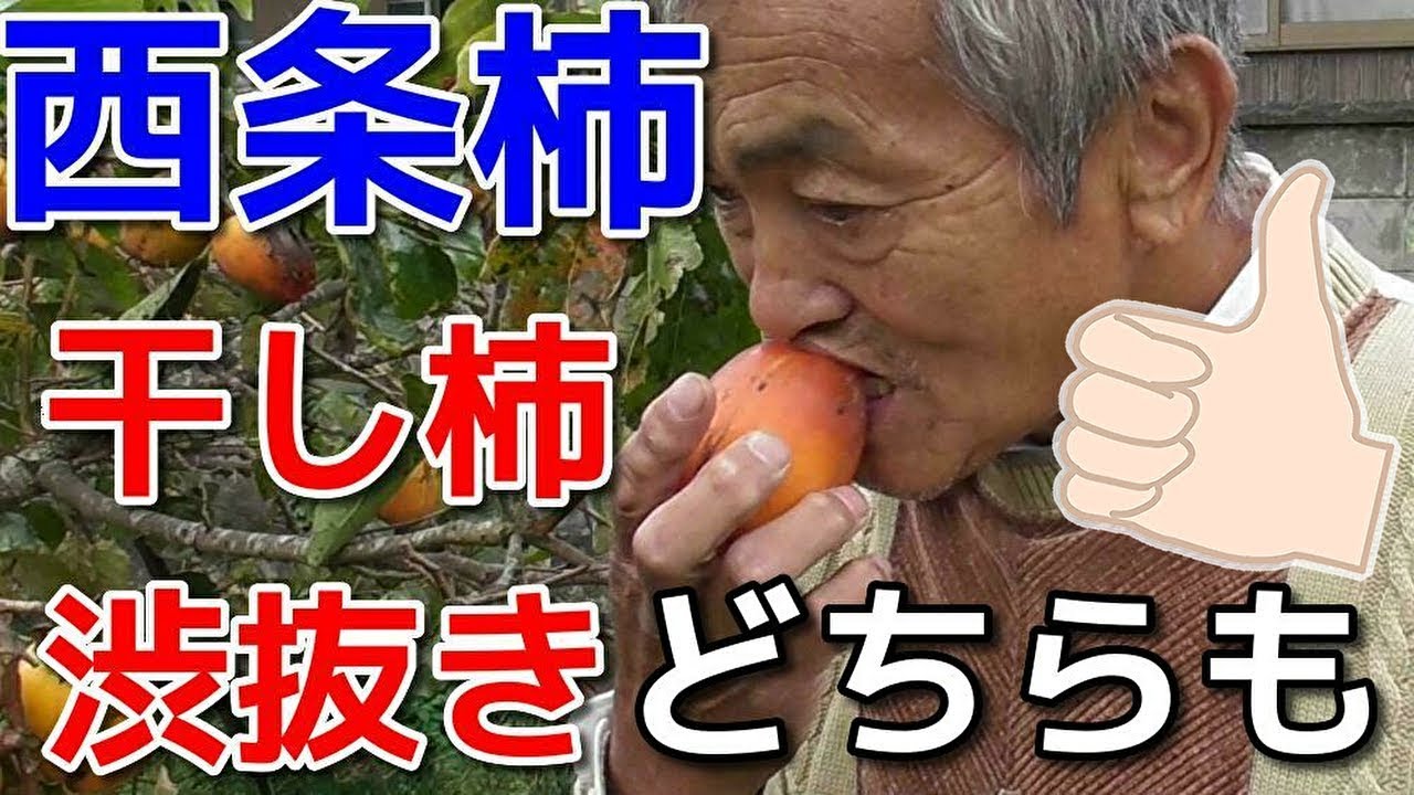 干し柿に最適な西条柿完熟したものを渋抜き無しで食べる