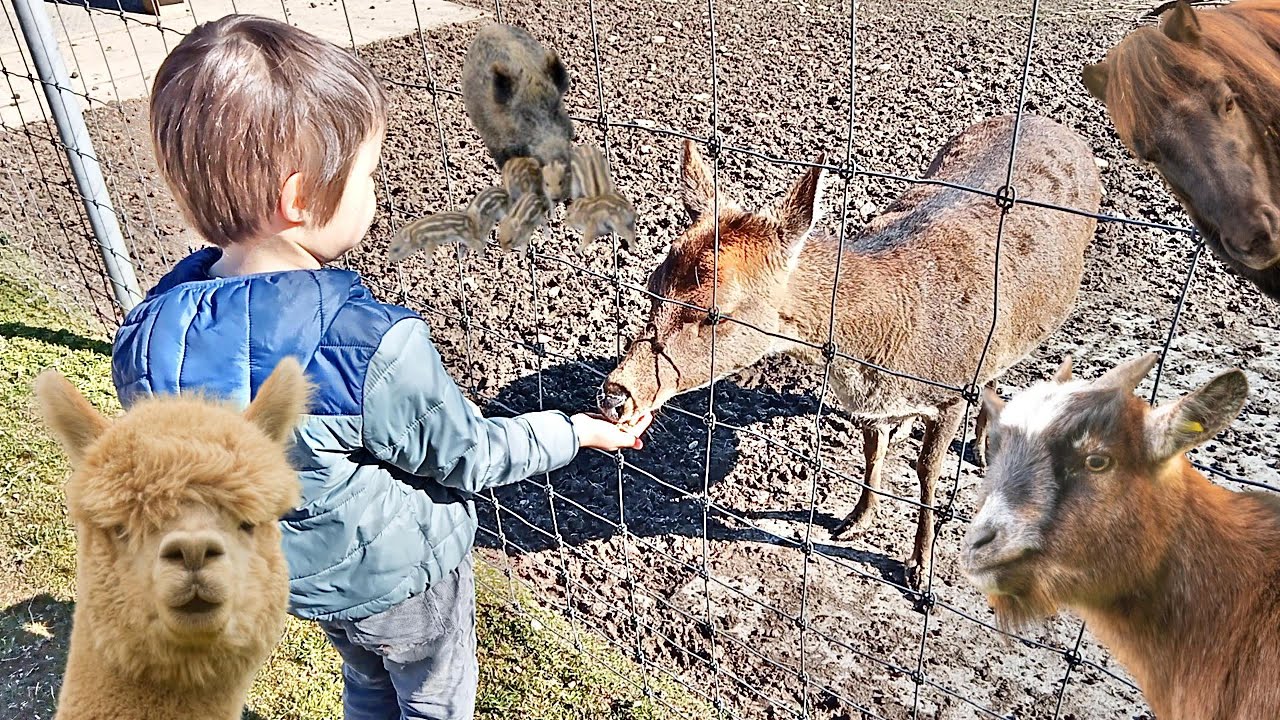 Feed animals in a park (deer/goat/wild pig/pony/alpaka)