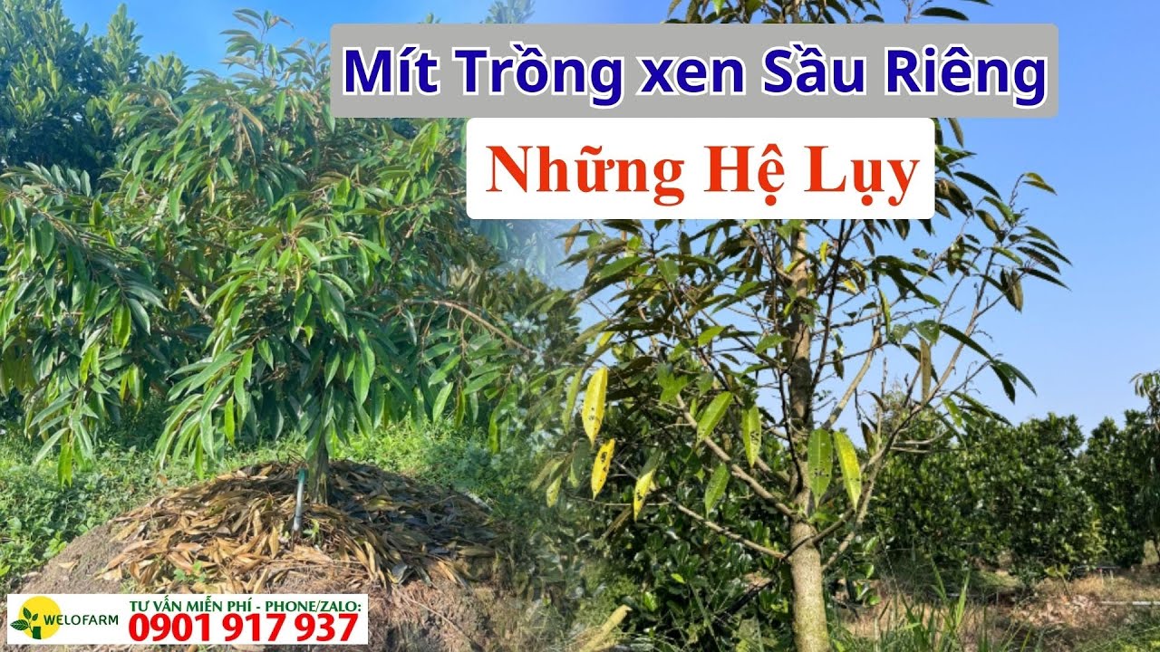 Mít Trồng xen Sầu Riêng Những Hệ Lụy