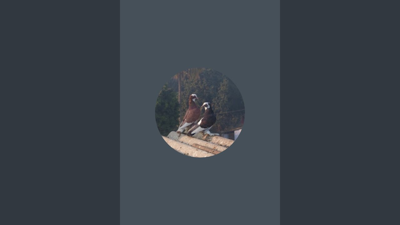 Ankit_pigeon_club...  is live! mere sare kabutar 🕊️😱👀👀