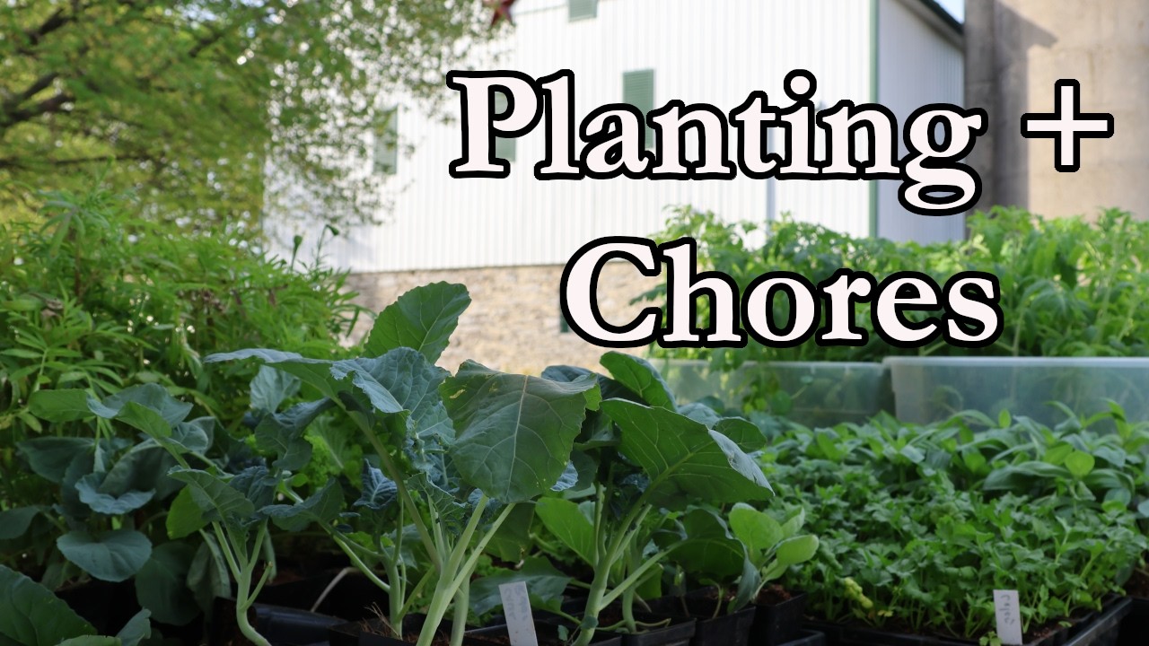 Весенняя посадка в огороде + другие работы на ферме 🌱