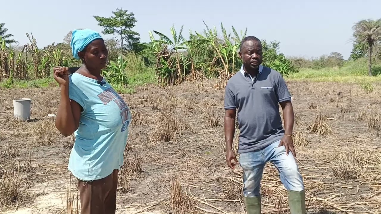 Galamsey vs Farming: The Battle for Land in Berekum West