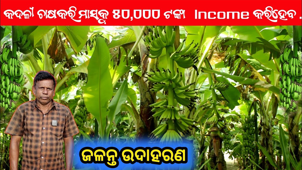 କଦଳୀ ଚାଷକରି ମାସକୁ ୫୦,୦୦୦   income  କରିହେବ , ଜଳନ୍ତ ଉଦାହରଣ ll banana farming govt secami  ll