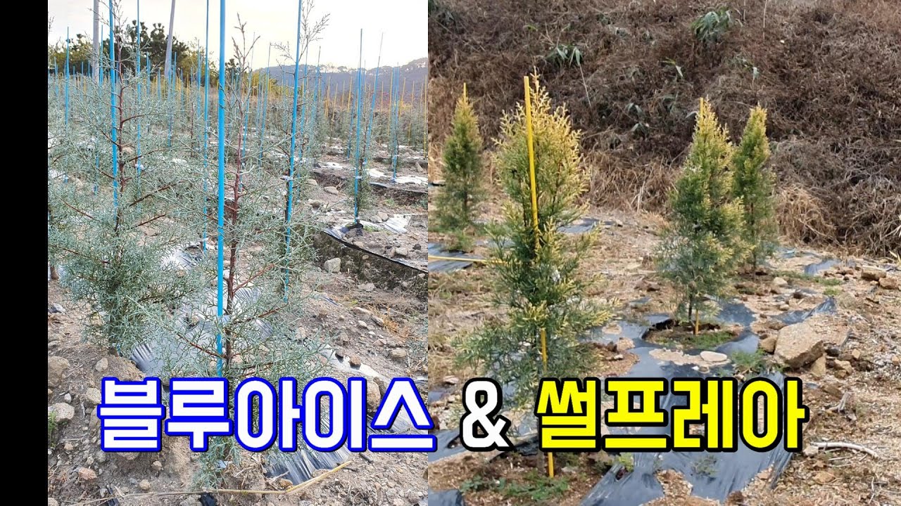 요즘 