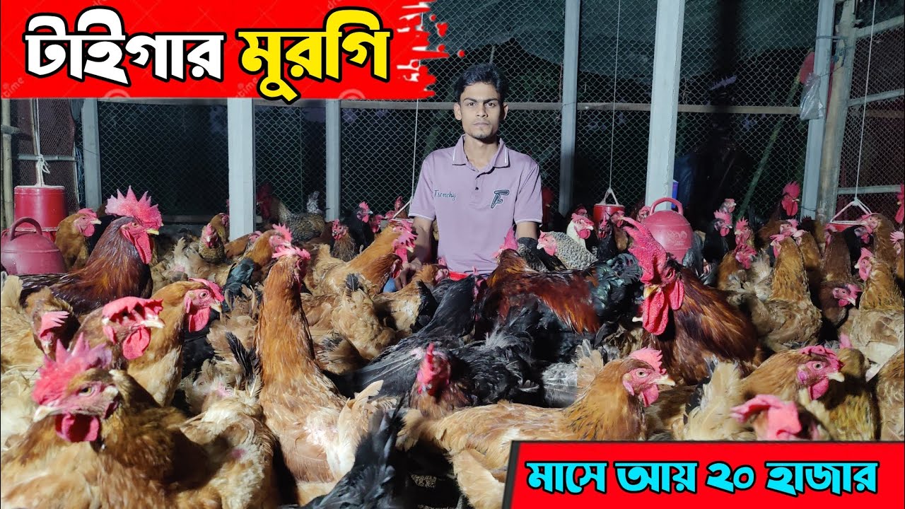 ময়মনসিংহ জেলায় টাইগার মুরগির খামার || মাসে আয় ২০ হাজার টাকা || Sonali Diganta ||