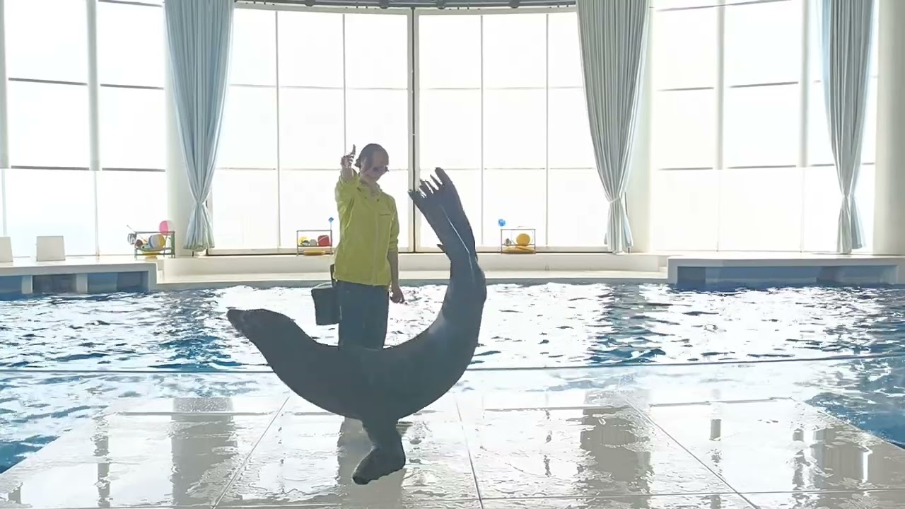 アクアワールド茨城県大洗水族館　イルカ・アシカ　オーシャンライブ　2024.11.16　10:30～