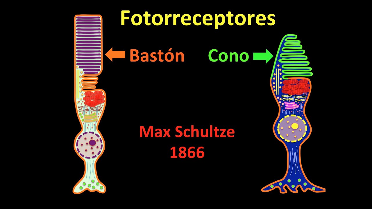 Fotorreceptores de la retina: Conos y Bastones -Centro de Oftalmología Bonafonte. Barcelona (España)