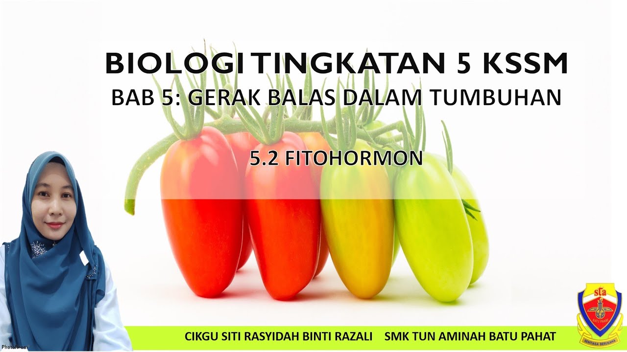 BIOLOGI TINGKATAN 5 KSSM BAB 5.2: FITOHORMON
