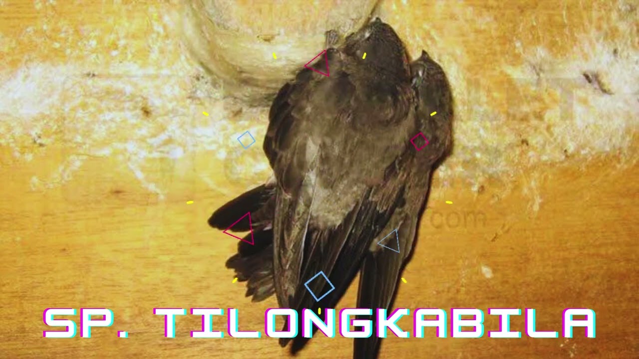SP TILONGKABILA