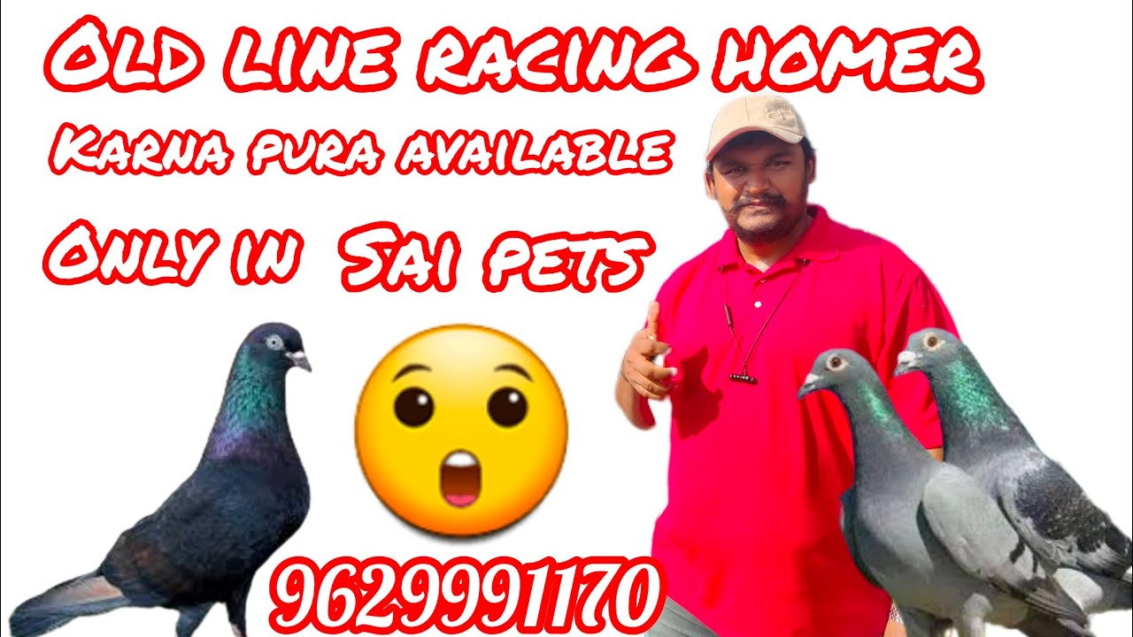 racing homer & karna pura old line pigeons #pigeon #birds #youtubevideo #shortsfeed #viralvideo