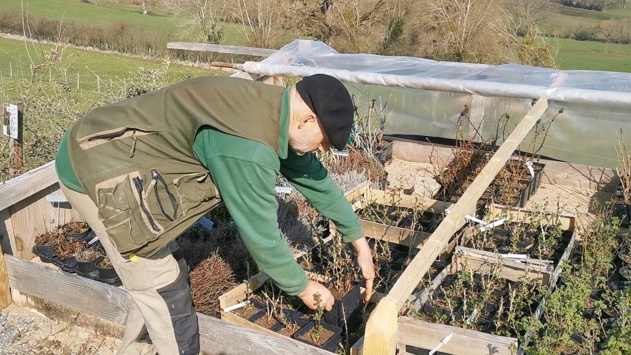 Plantation des cassissiers en terre au domaine d'Alôsnys -Partie 1