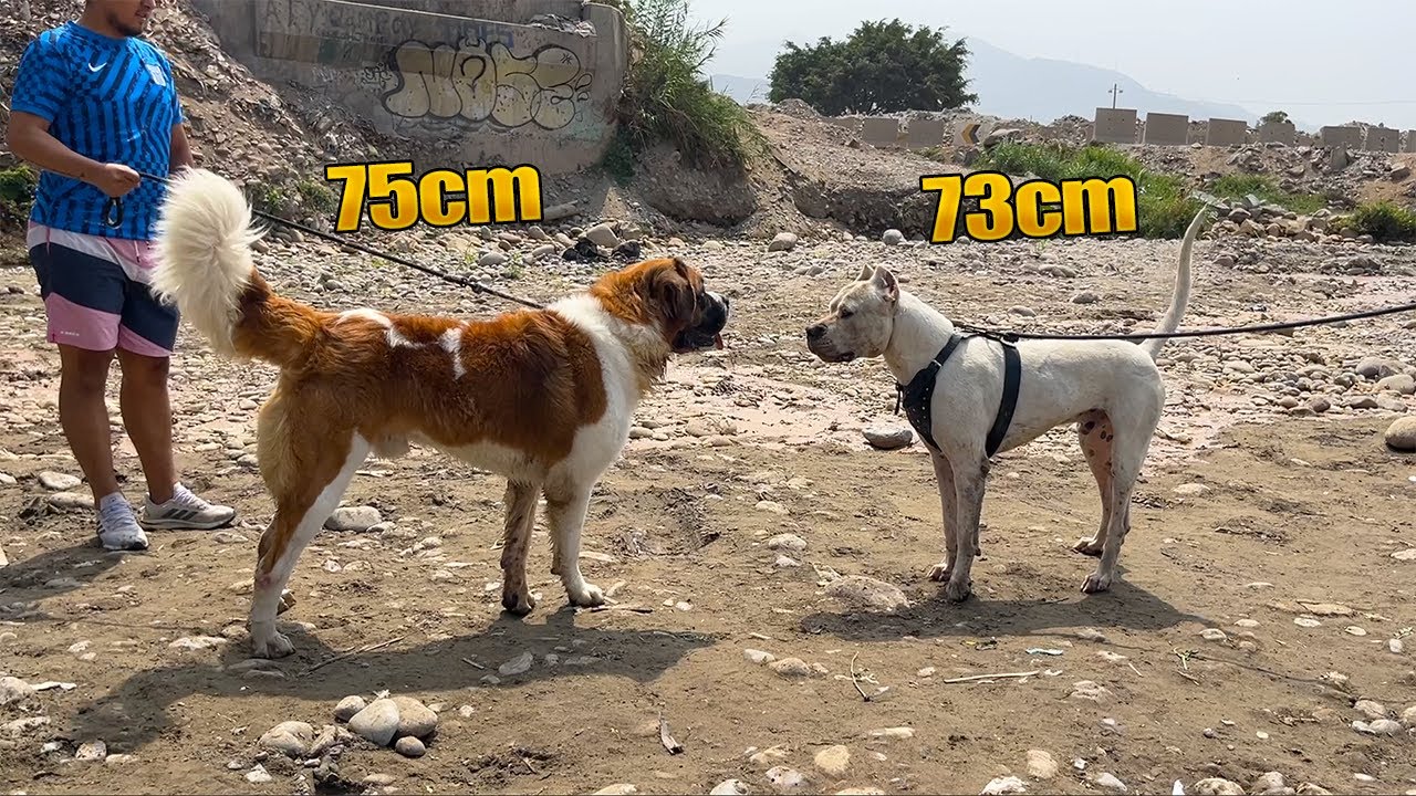 INCREIBLE encuentro San Bernardo, Presa canario, Dogo argentino, rottweiler, ❌perros poderosos