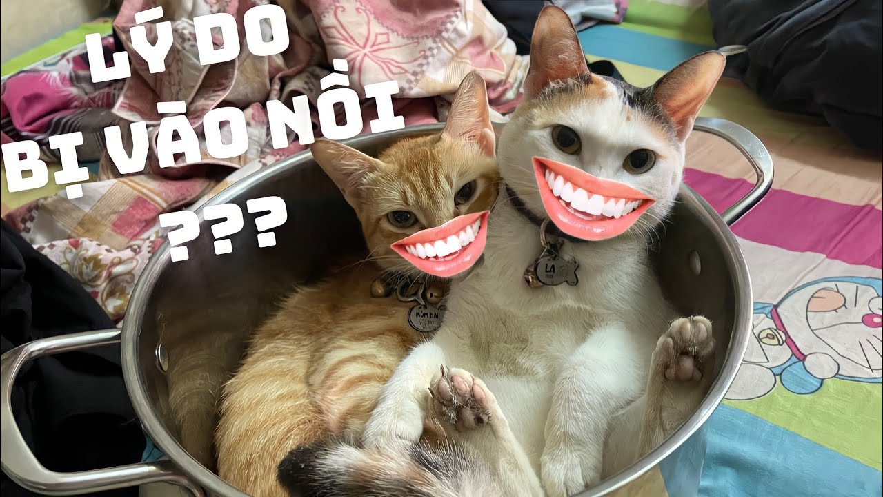 L&Yacute; DO 2 CHIẾC M&Egrave;O BỊ V&Agrave;O NỒI | MINH ANH HO&Agrave;NG