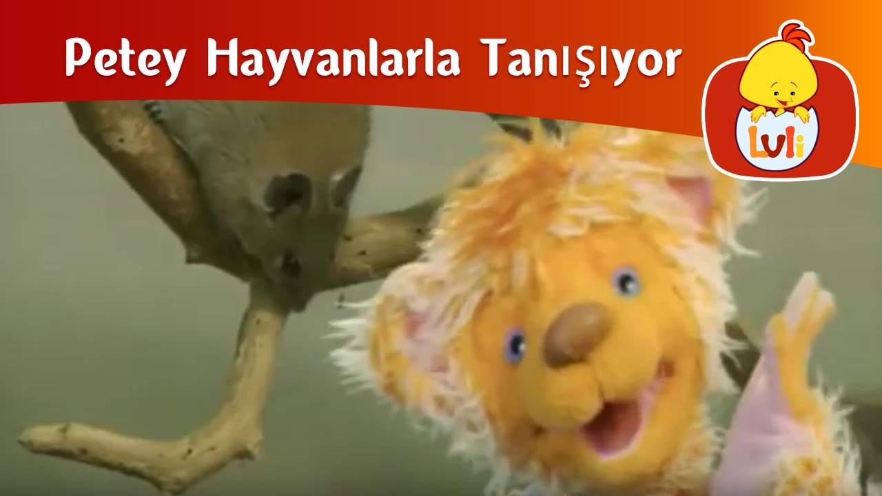 Petey Hayvanlarla Tanışıyor - Altın dikenli fare ve tapir, Luli TV