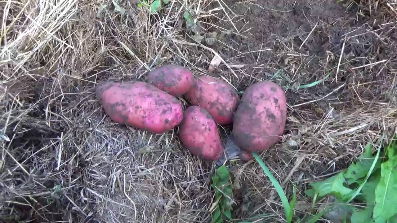 Урожай картошки под сеном. Финал.