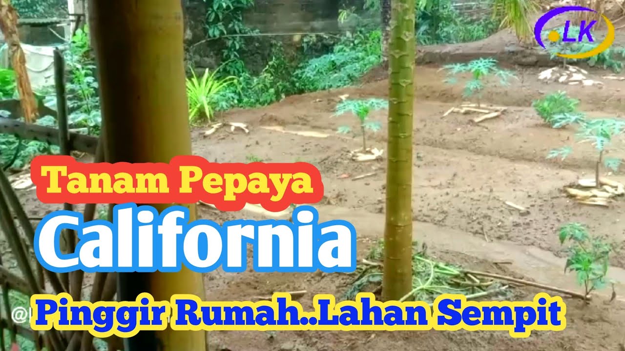 CARA BELAJAR MENANAM & MEMUPUK PEPAYA CALIFORNIA..PEMULA