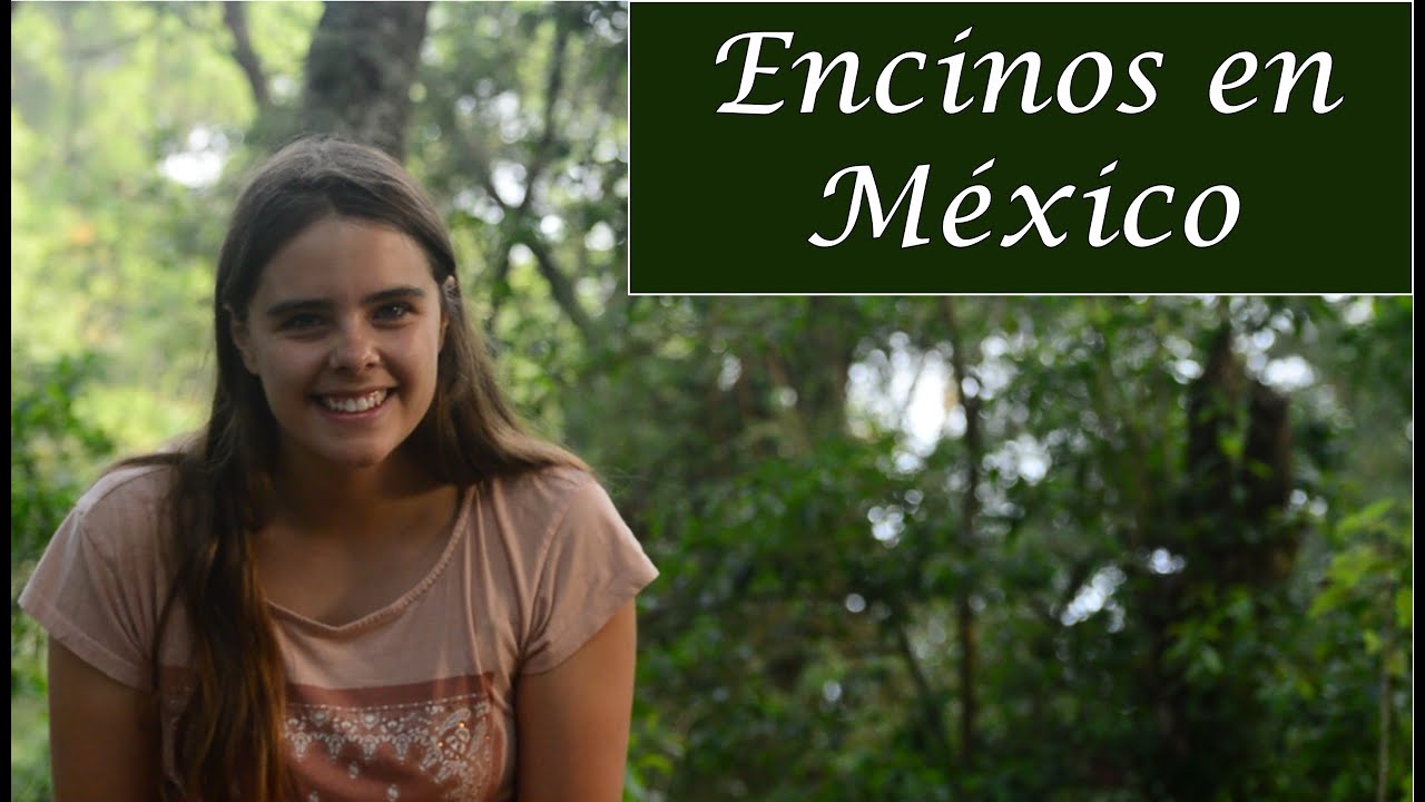 Historia de los encinos de México