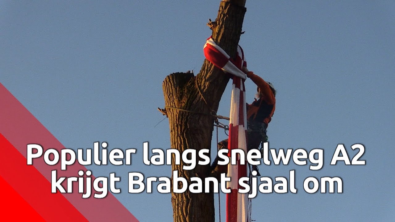 Populier krijgt Brabant Sjaal om