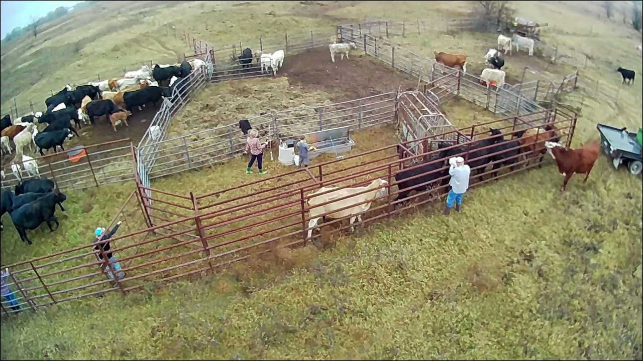 Working Cows