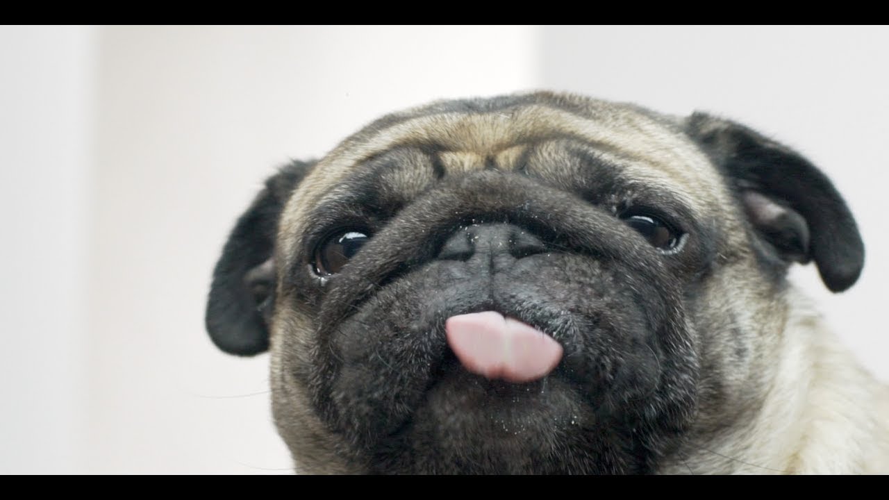 Dog Licker Live Wallpaper FREE Official App Trailer