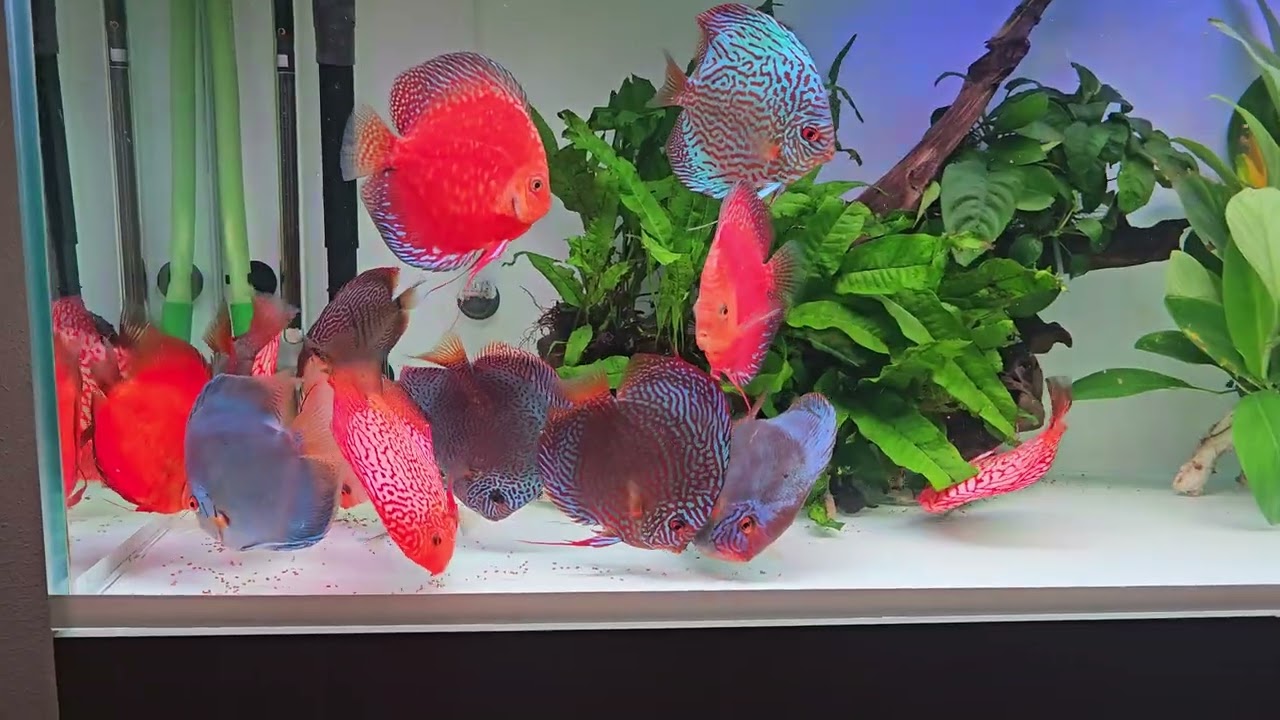 Puesta huevos peces disco