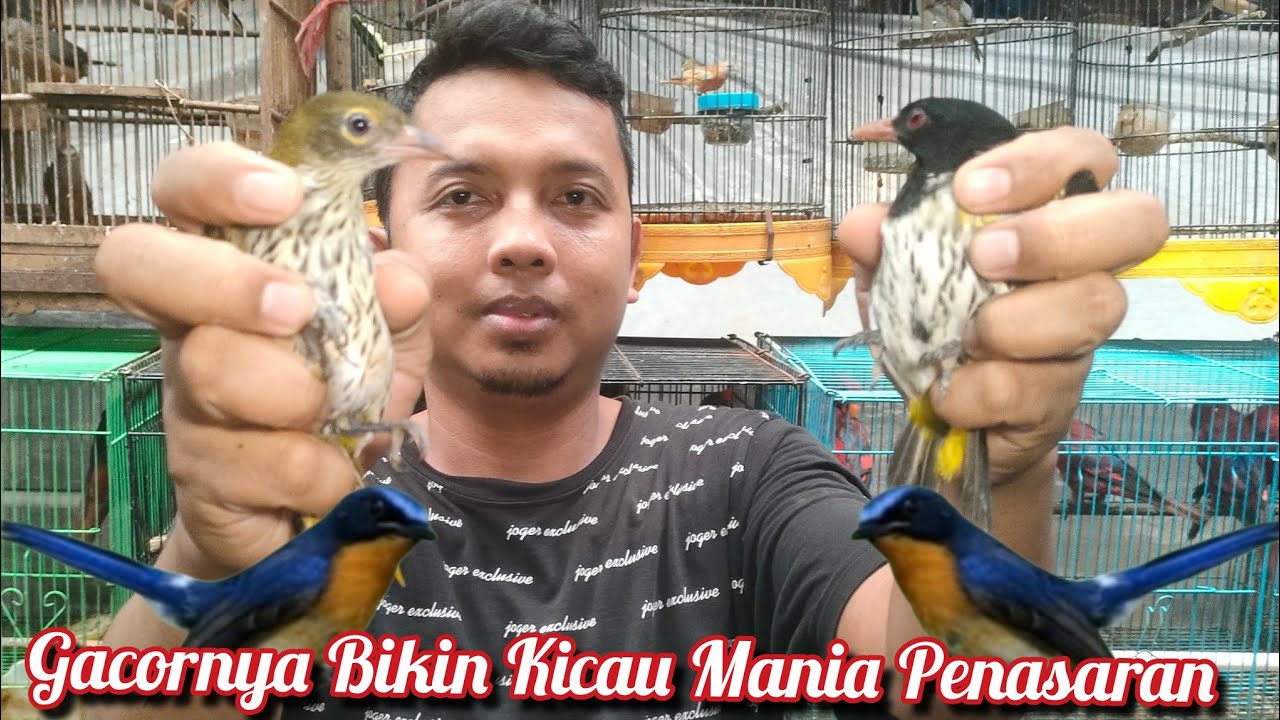 GACOR NYA BIKIN KICAU MANIA PENASARAN, CUCAK IJO GACOR DI JUAL BURUNG RAWATAN 