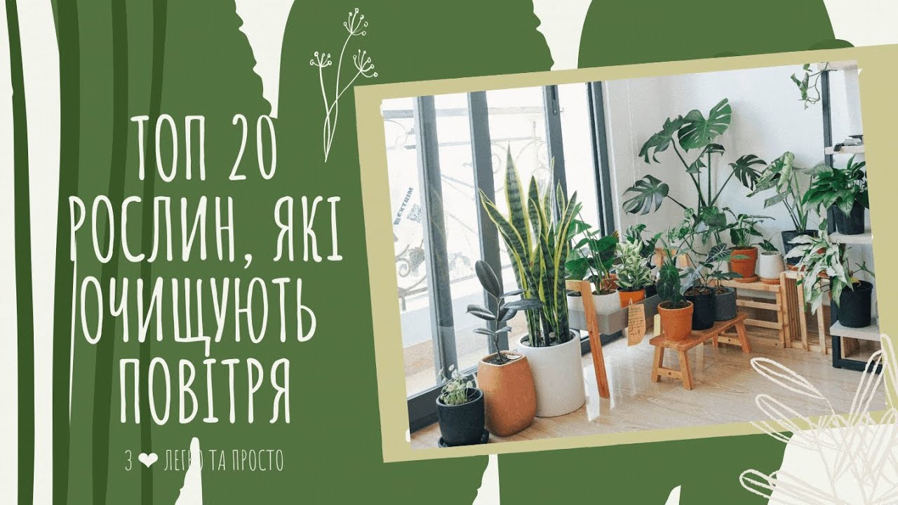 ТОП 20 кімнатних РОСЛИН, які ОЧИЩУЮТЬ повітря
