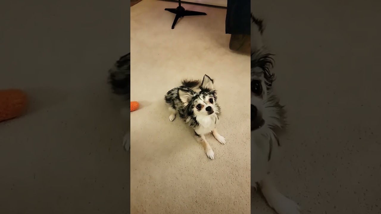 Jingle bell Chihuahua Rockin Christmas!