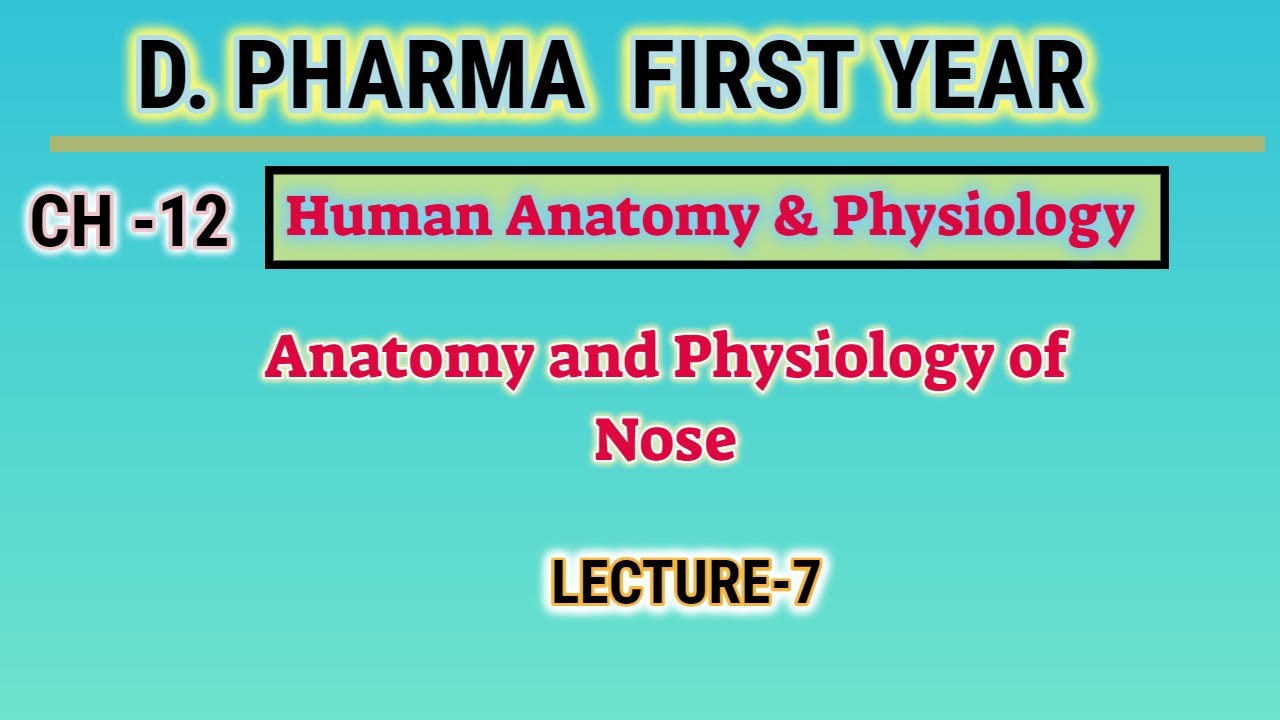 Anatomy and physiology of Nose | Ch-12 | L-7 | Sense organ | Human anatomy and Physiology | D.Pharm