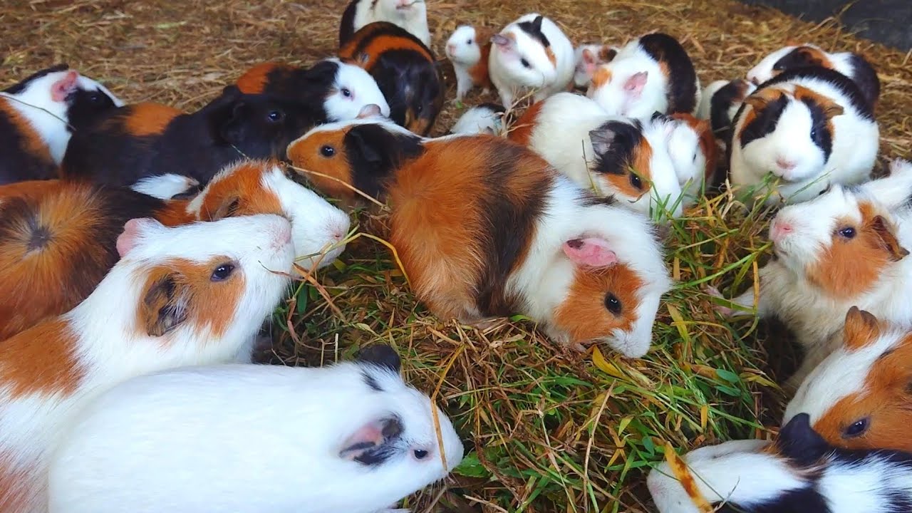 Guinea pigs eating asmr, cute and funny eating videos, Favorite food of field grass guinea pigs 