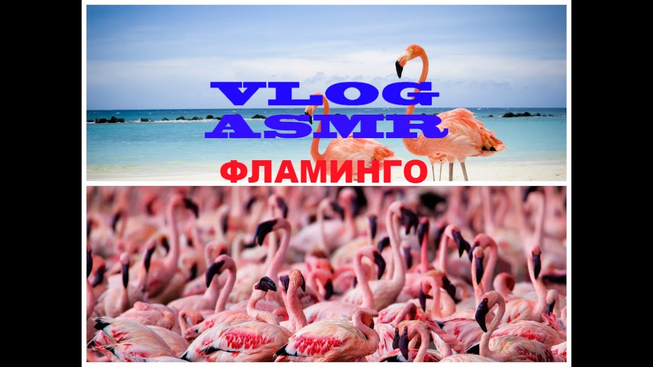 Влог/ ASMR/ Фламинго (шепот) (English subtitles)