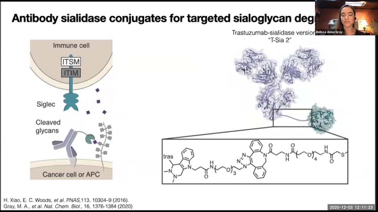 Melissa Gray &ndash; Engineering antibody-sialidase for targeted removal of sialic acids from glycocalyx