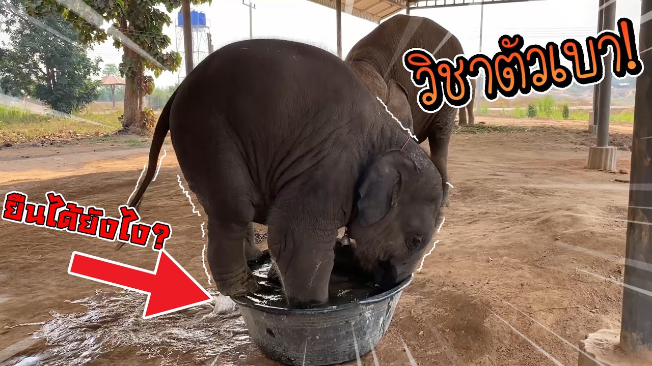 ทำได้ยังไง!? หนักหลายร้อยกิโลแต่ทำแบบนี้ได้ #พลายดาวมงคล