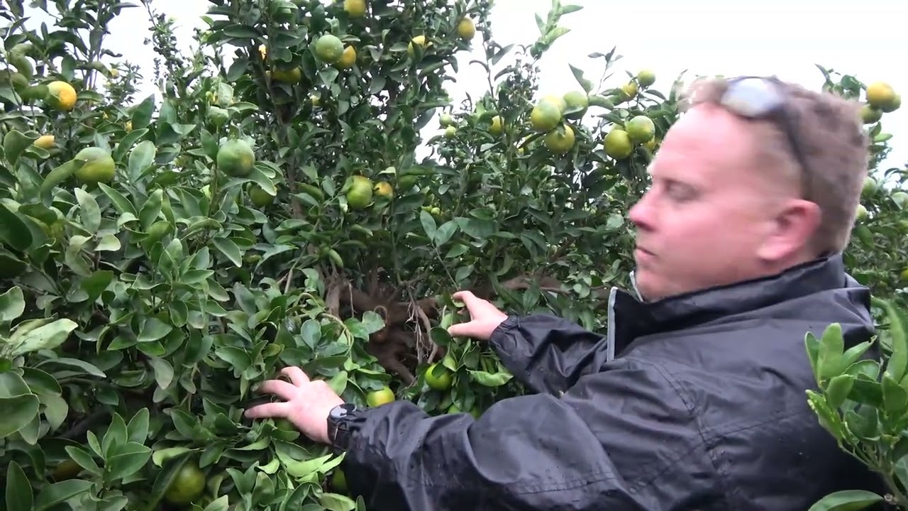 9) Murcott pruning, Angel Mateo orchard Murcia, Spain