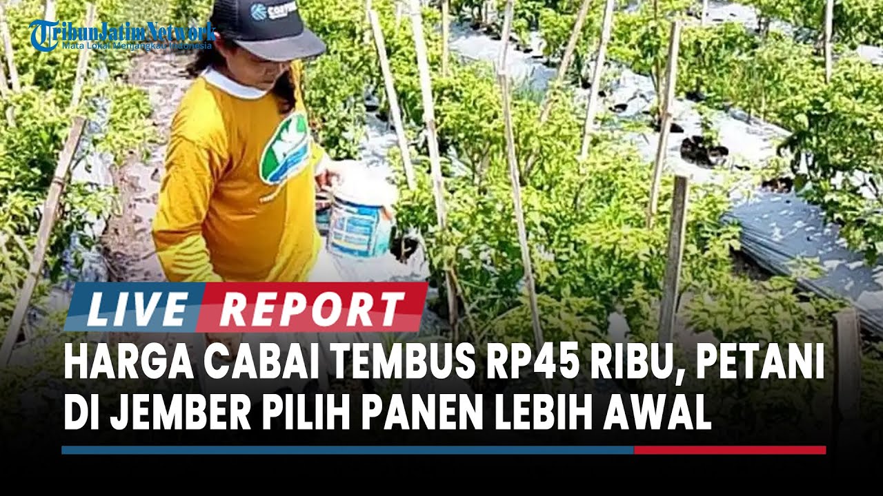 Harga Cabai Tembus Rp45 Ribu, Petani di Jember Pilih Panen Lebih Awal : Mumpung Mahal