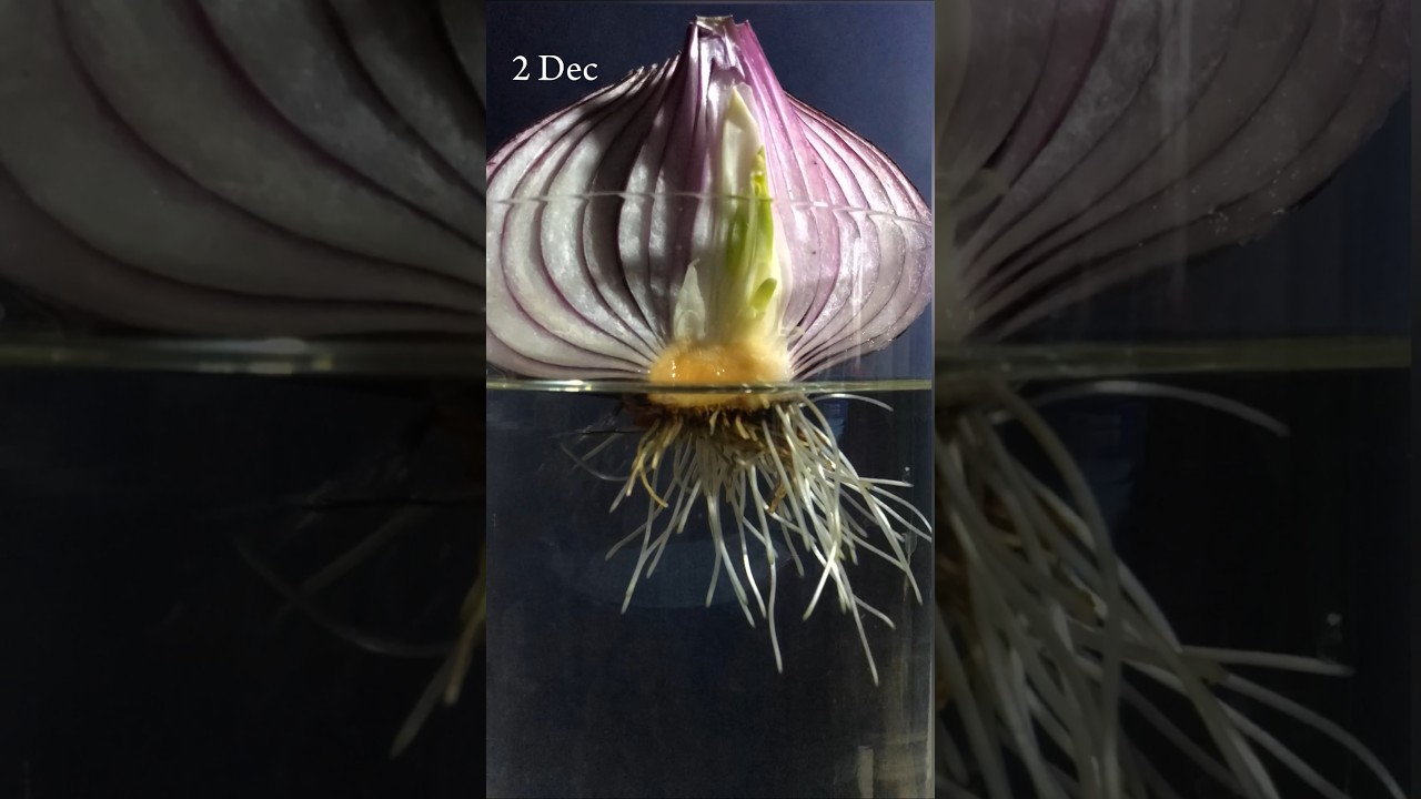 Onion growing in water #timelapse for 13 days