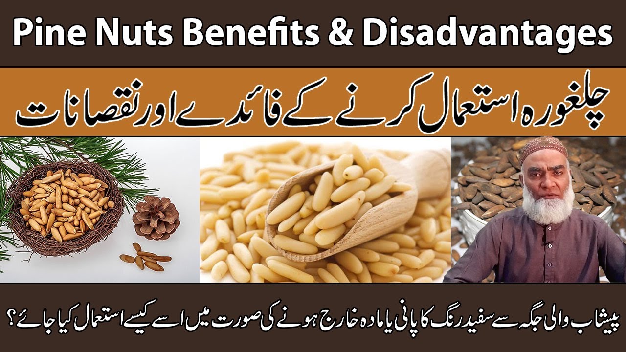 Pine Nuts Benefits-Disadvantages Urdu/Hindi | Chilgoza Ke Fayde Aur Nuksan |Al-Razaqi Health Recover