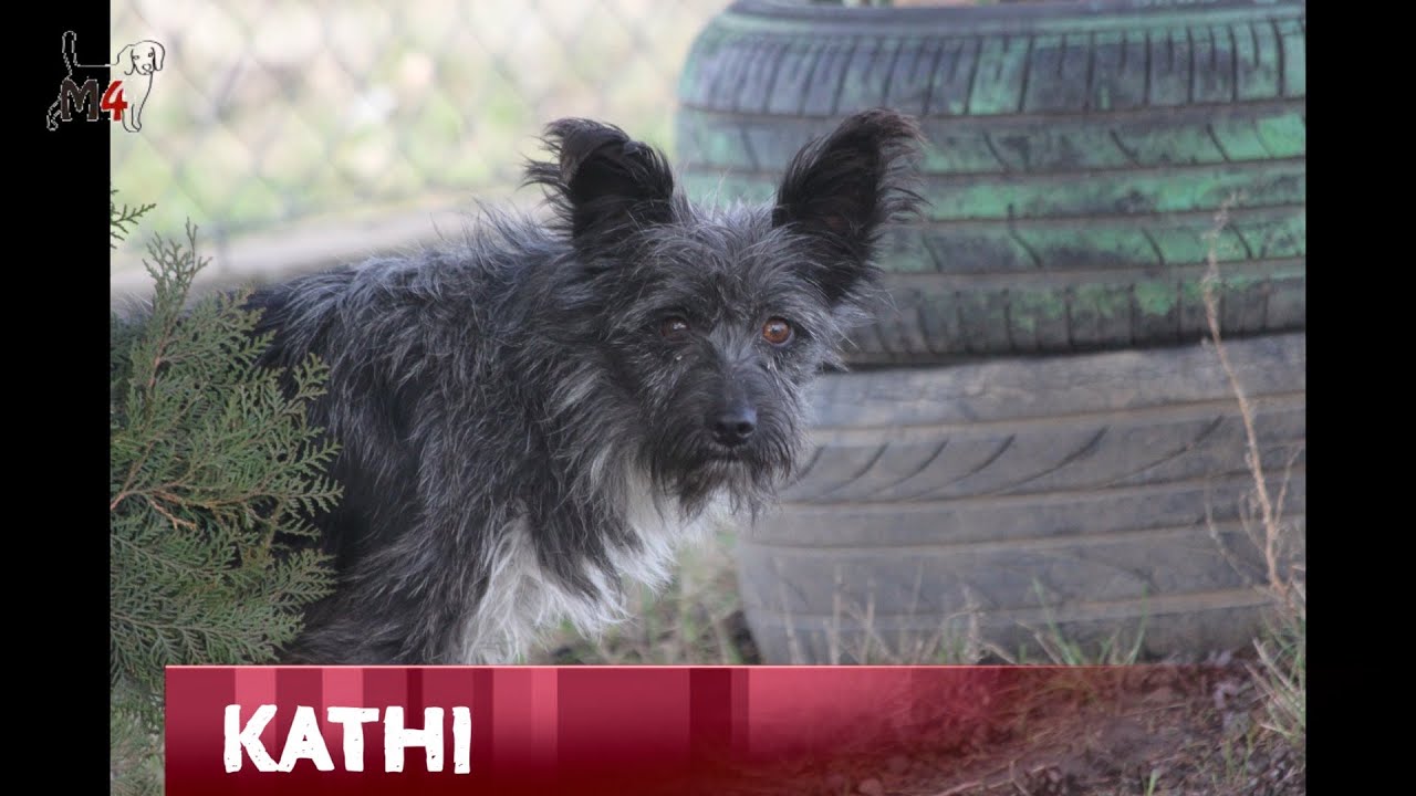 Mentor4dogs- KATHI