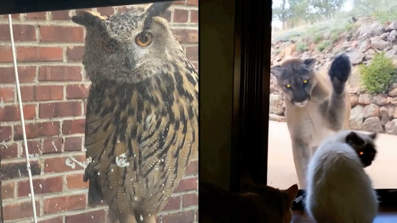 ‘Ghosts,’ Superheroes and Other Things People Spotted Outside Their Window