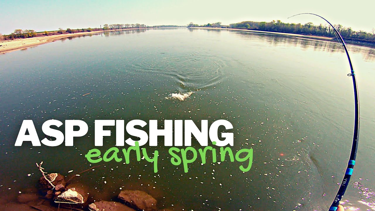 SPINNING for ASP in early spring ... first topwater strike of the year