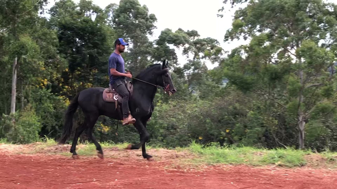 Kadafi do Haras Cascatinha ( Elfo do Porto Azul X Urbana Lagoa da Serra )
