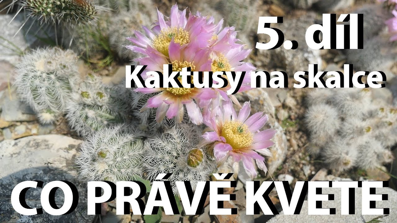 Co právě kvete - pátý díl - Kaktusy na skalce