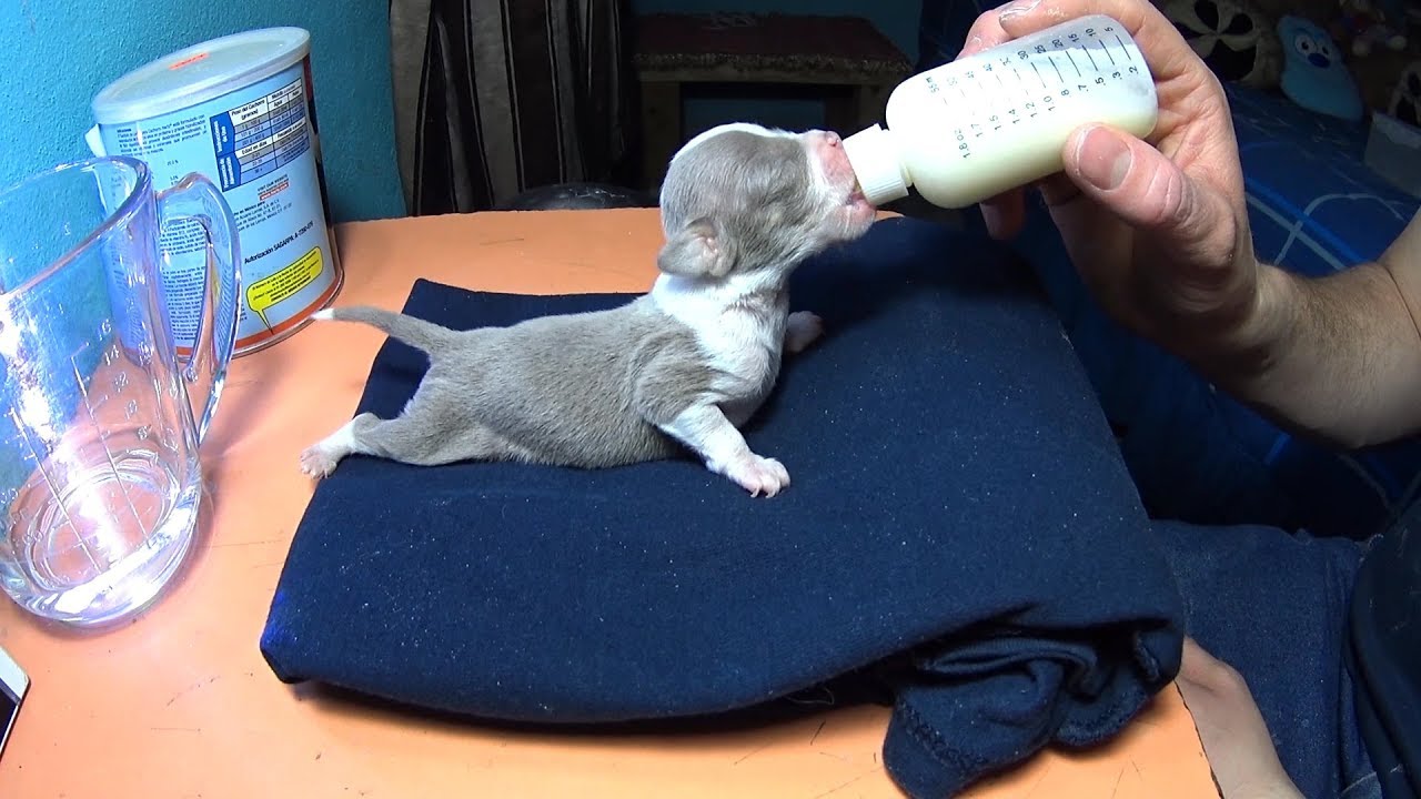 Como alimentar a un cachorro recién nacido (Mario Blogs)
