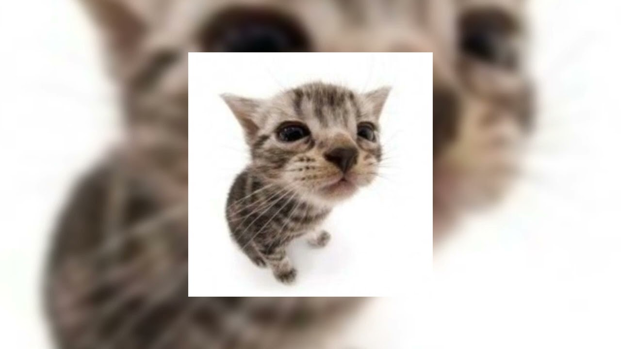 {✧}- “ sped up tiktok audios ” (w/ts! -{✧} part. 18