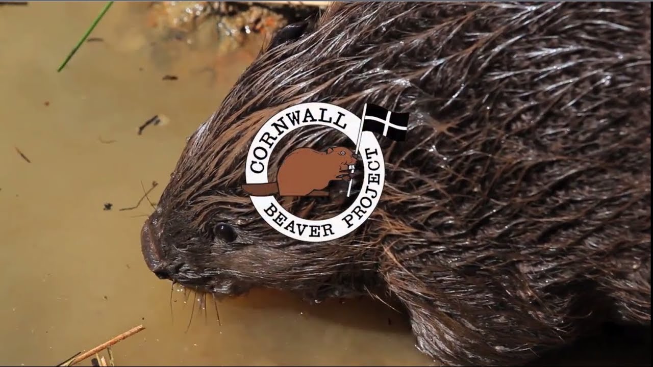 Cornwall Beaver Project: The story so far